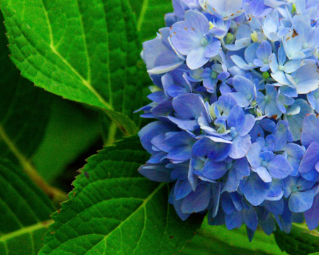 Hydrangea Blues