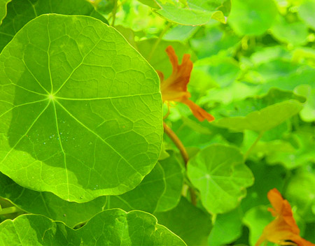 Nasturtium Jungle